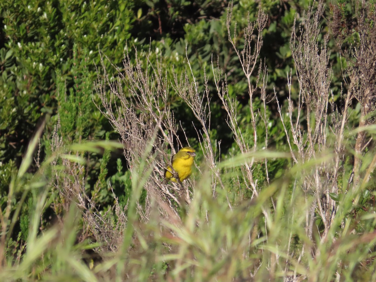 Sarı İskete - ML643748020