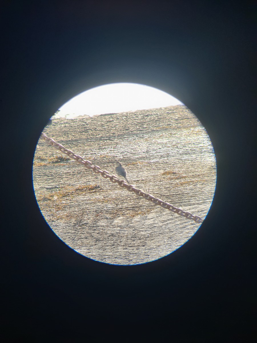 White Wagtail - ML643748029