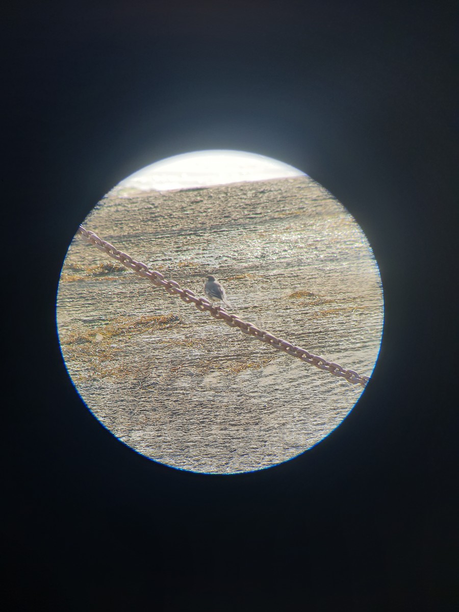 White Wagtail - ML643748030