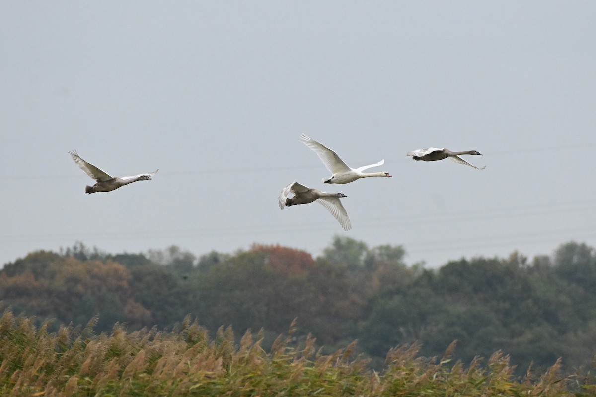 Mute Swan - ML643748036