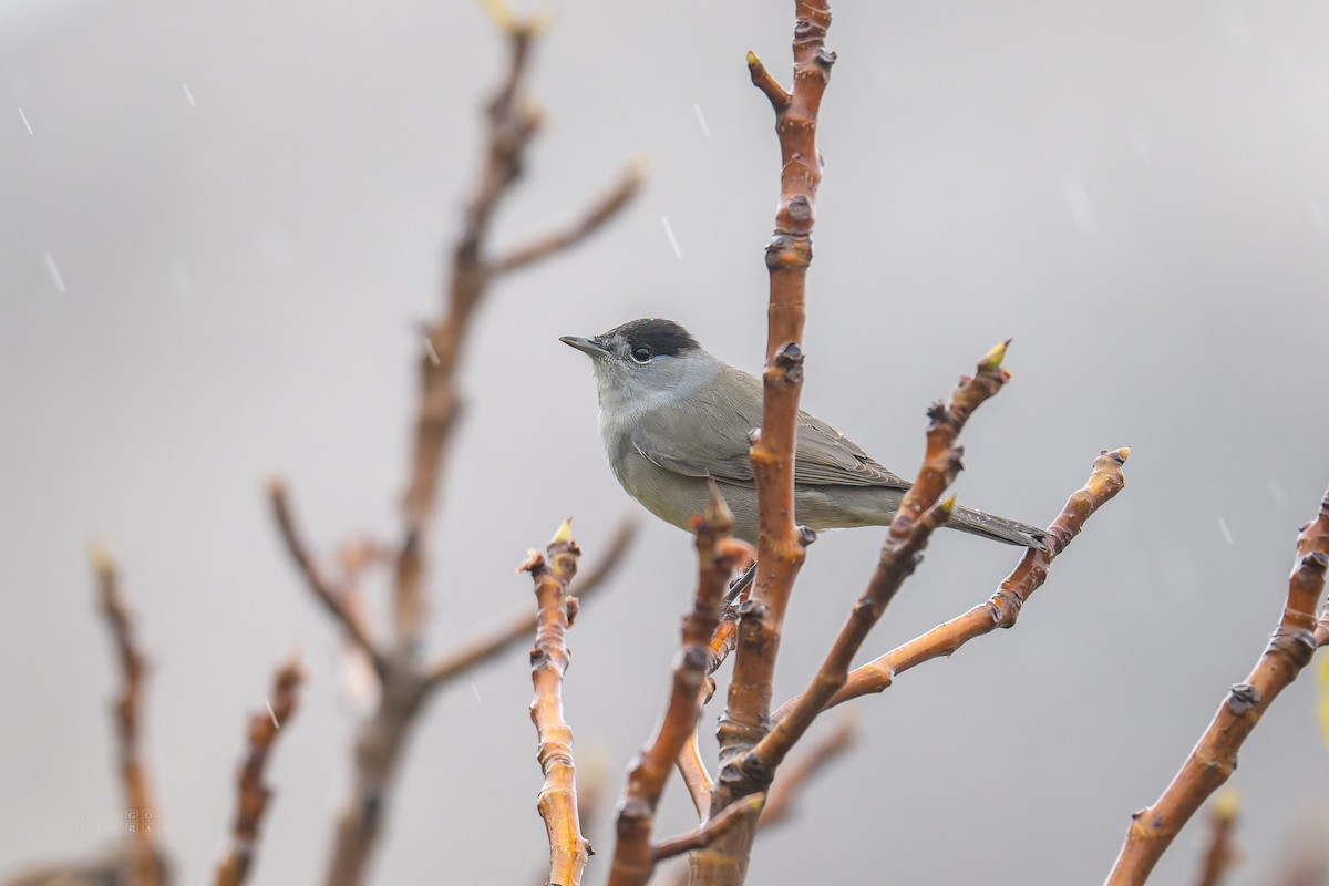 Eurasian Blackcap - ML643748050