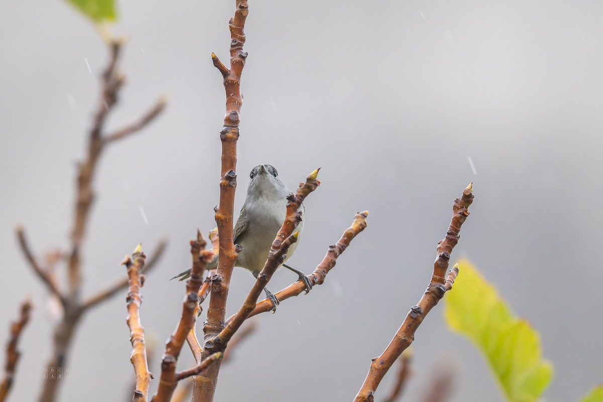 Eurasian Blackcap - ML643748051