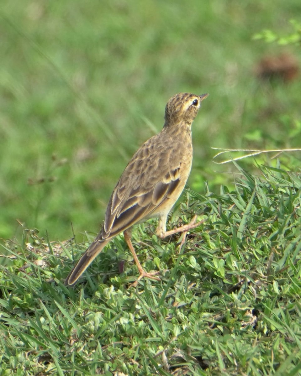 Paddyfield Pipit - ML643748052
