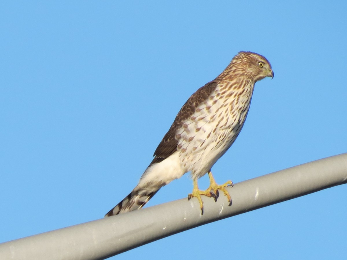 Cooper's Hawk - ML643748053