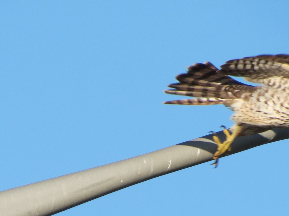 Cooper's Hawk - ML643748055