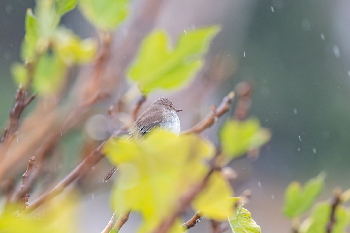 Spotted Flycatcher - ML643748056