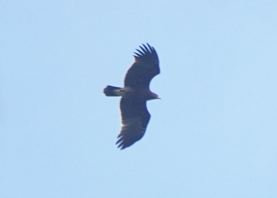 Greater Spotted Eagle - ML643748057