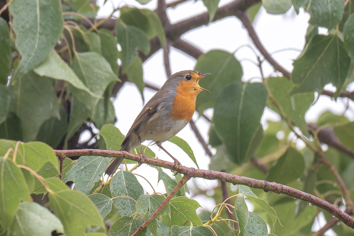 European Robin - ML643748060