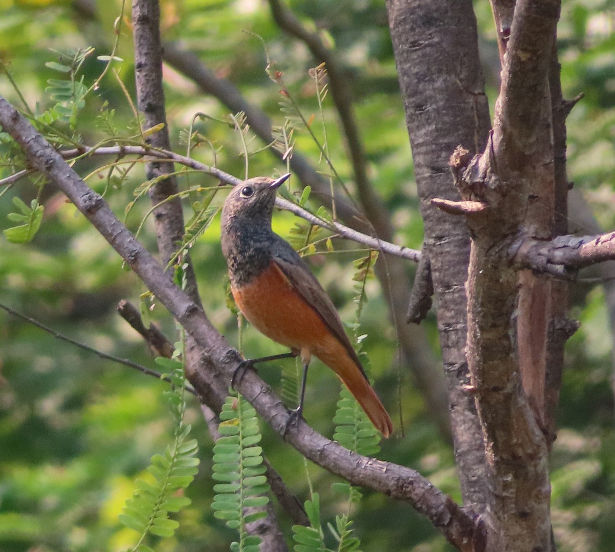 Black Redstart - ML643748062