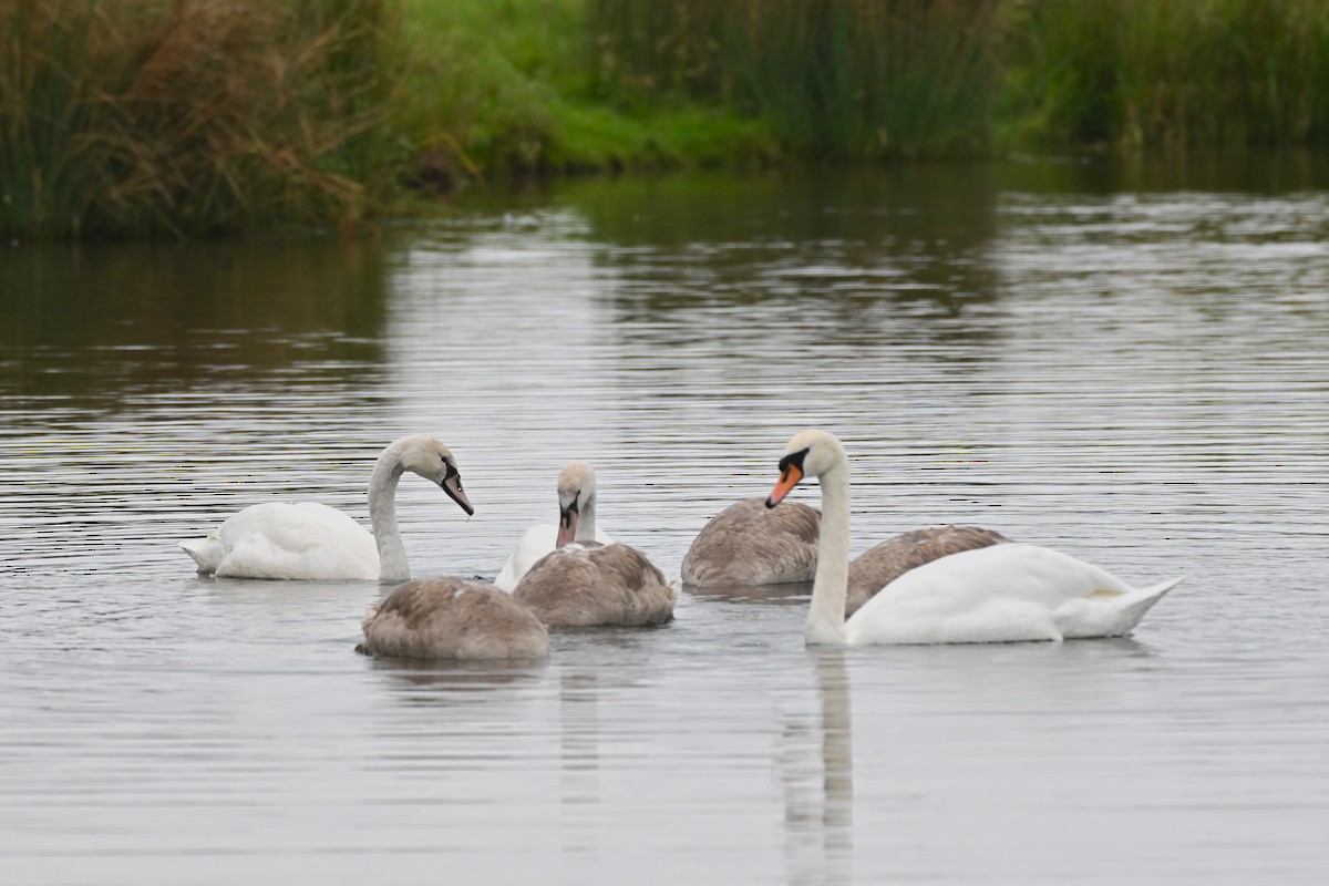 Mute Swan - ML643748063