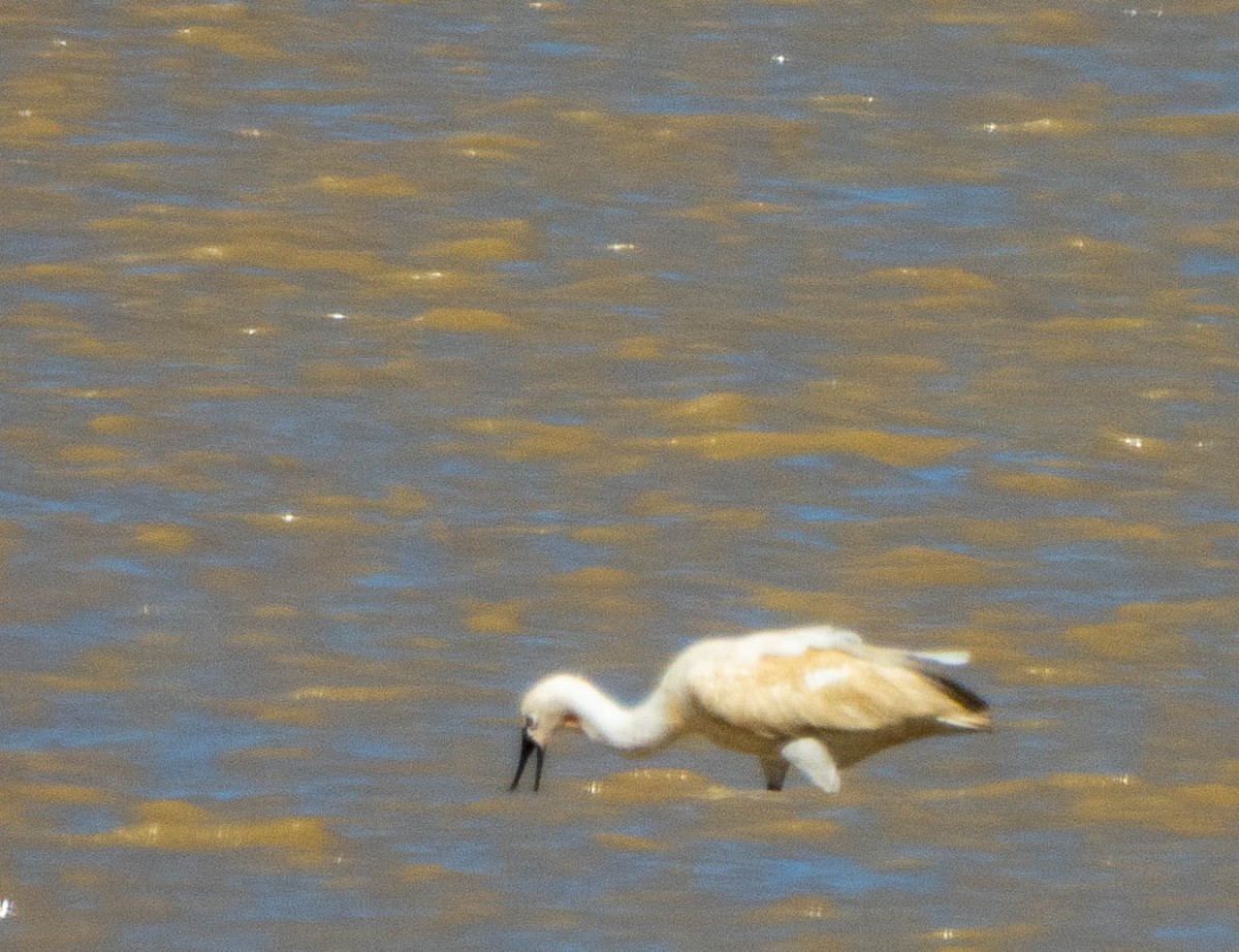 Eurasian Spoonbill - ML643748064