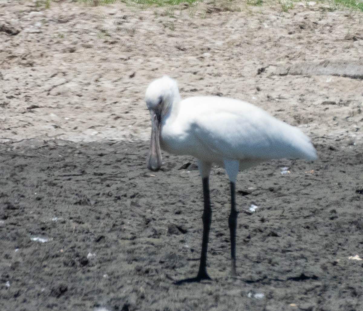 Eurasian Spoonbill - ML643748065