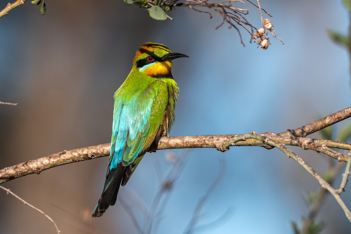 Rainbow Bee-eater - ML643748067