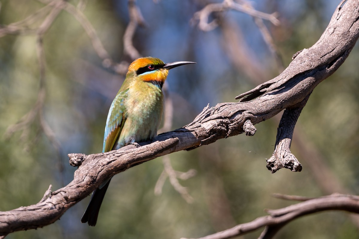 Rainbow Bee-eater - ML643748068