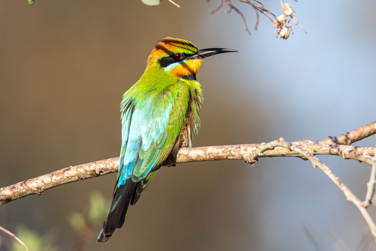 Rainbow Bee-eater - ML643748069