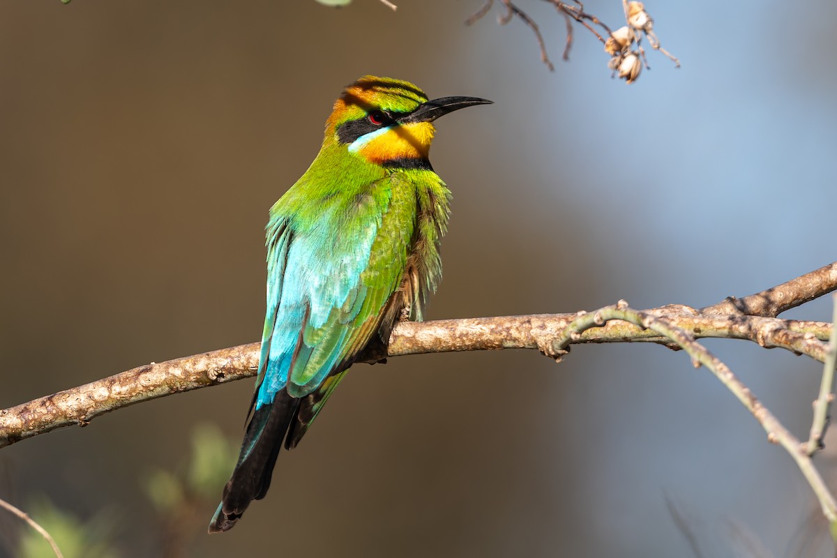 Rainbow Bee-eater - ML643748070