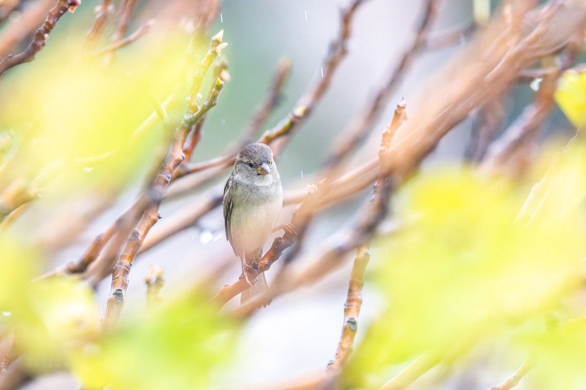 House Sparrow - ML643748073