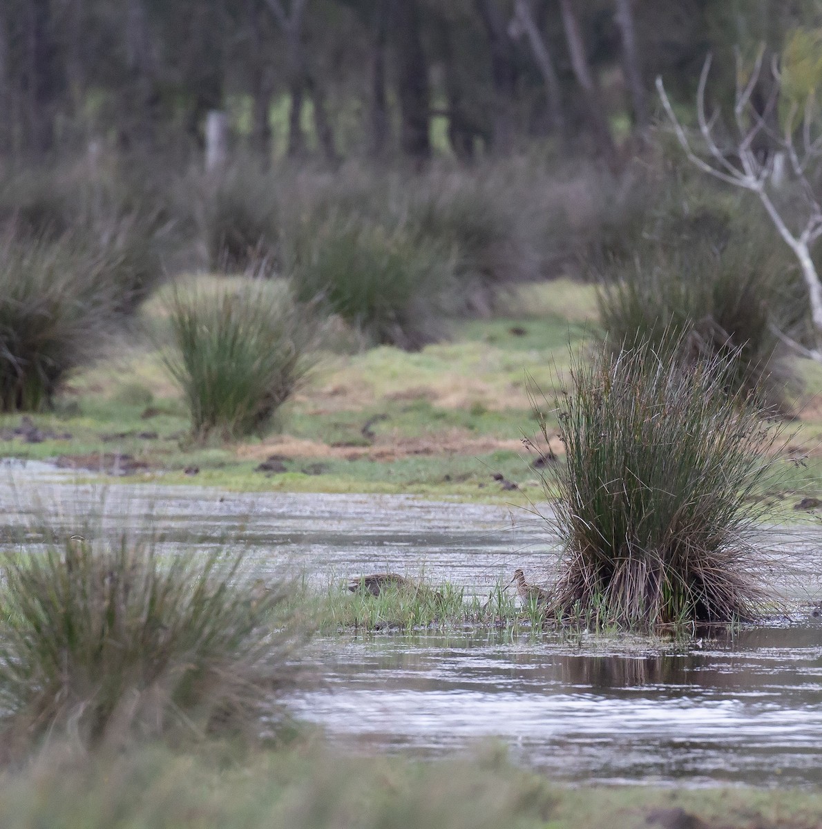 Latham's Snipe - ML643748075