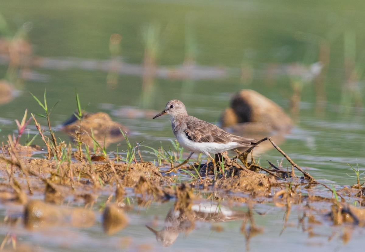 Temminck's Stint - ML643748076
