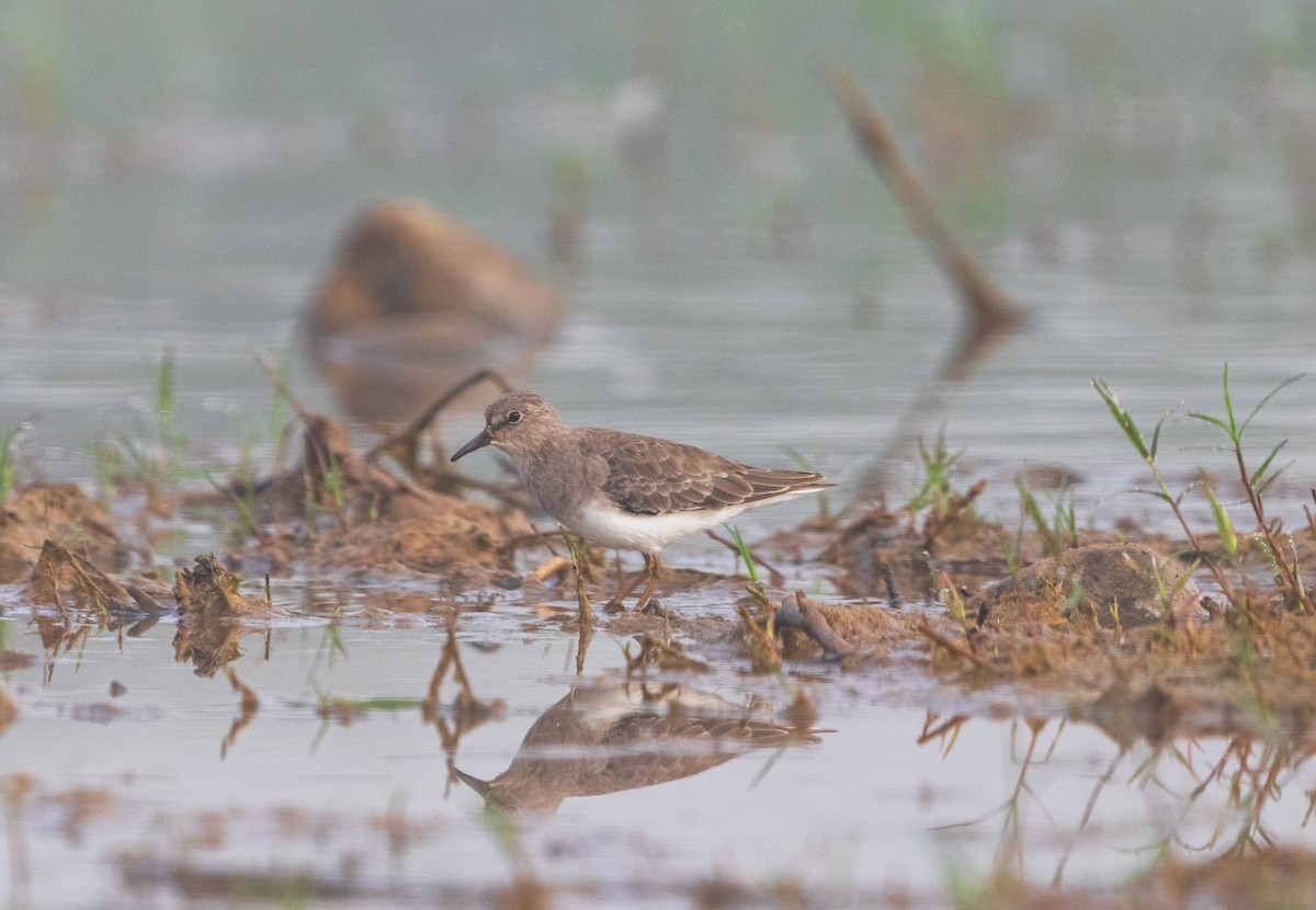 Temminck's Stint - ML643748077