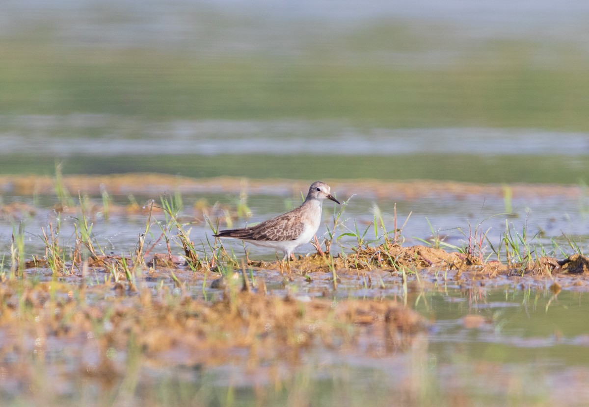 Temminck's Stint - ML643748078
