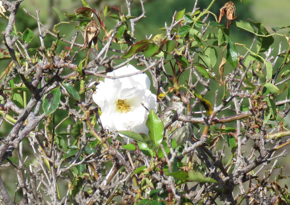 Karoo Prinia - ML643748080