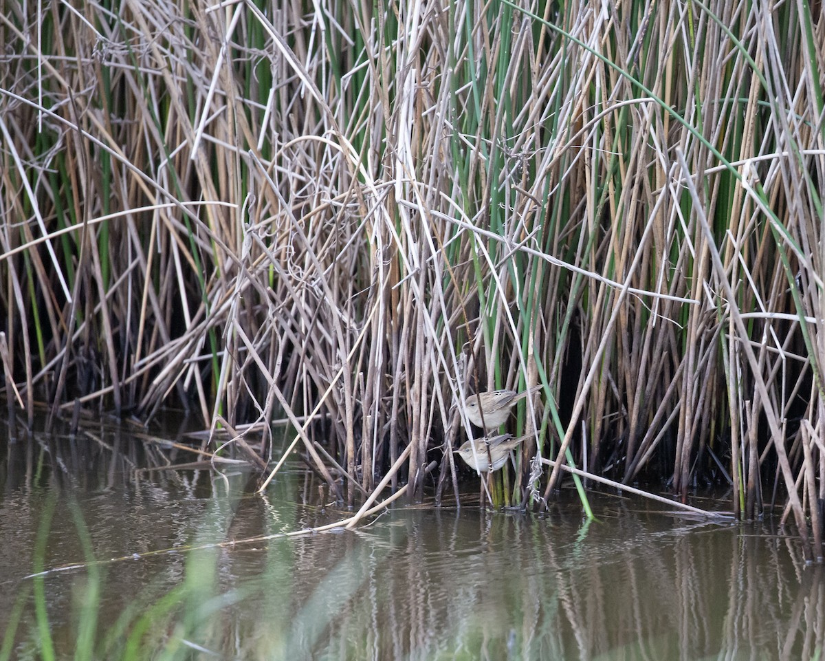 Little Grassbird - ML643748082