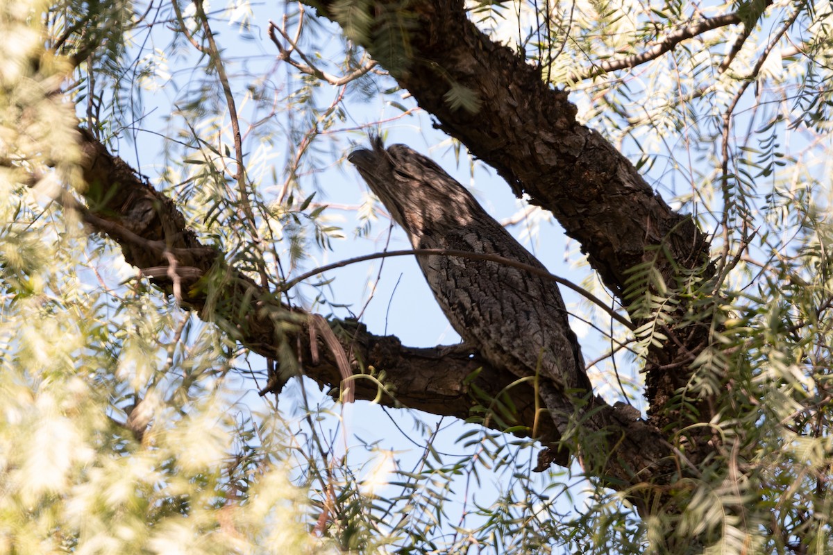 Tawny Frogmouth - ML643748083