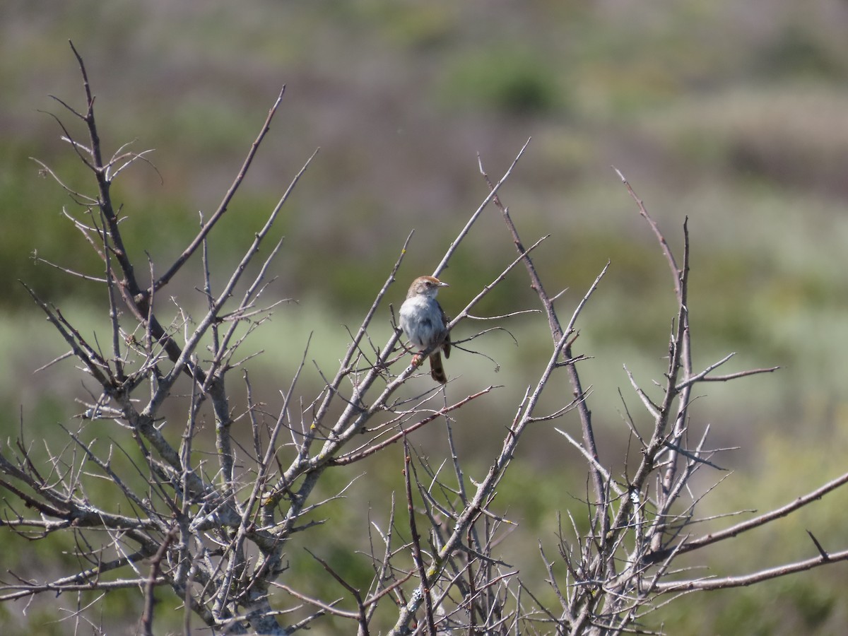 Gray-backed Cisticola - ML643748084