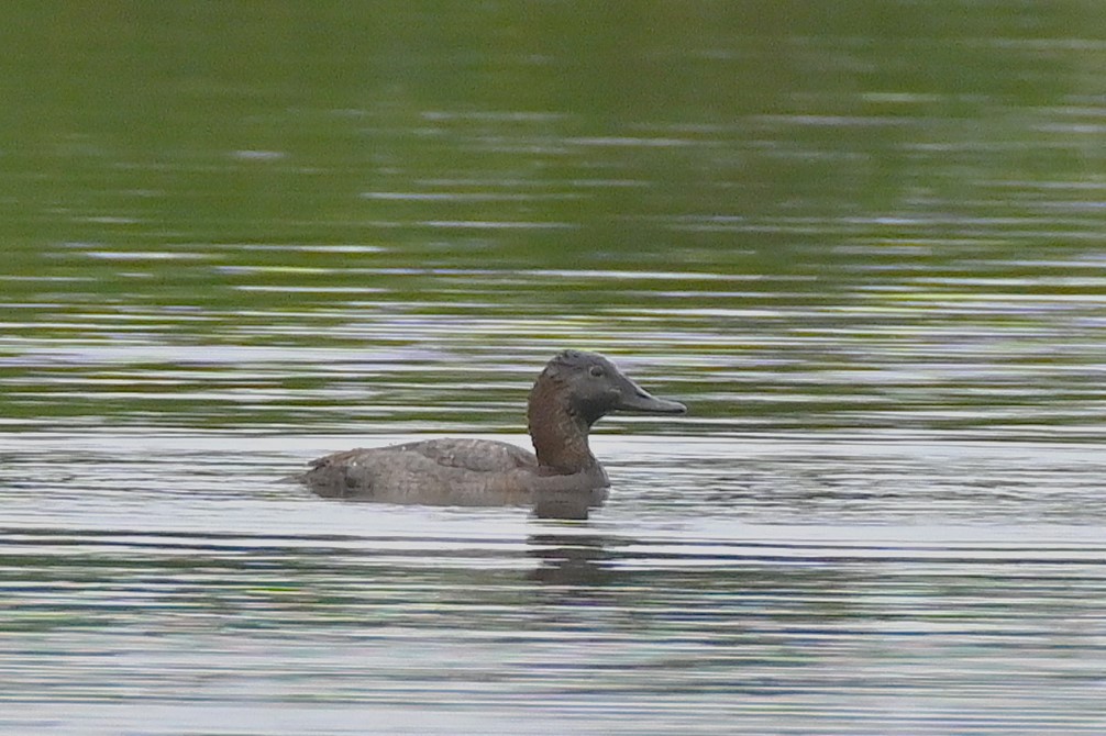Common Pochard - ML643748086
