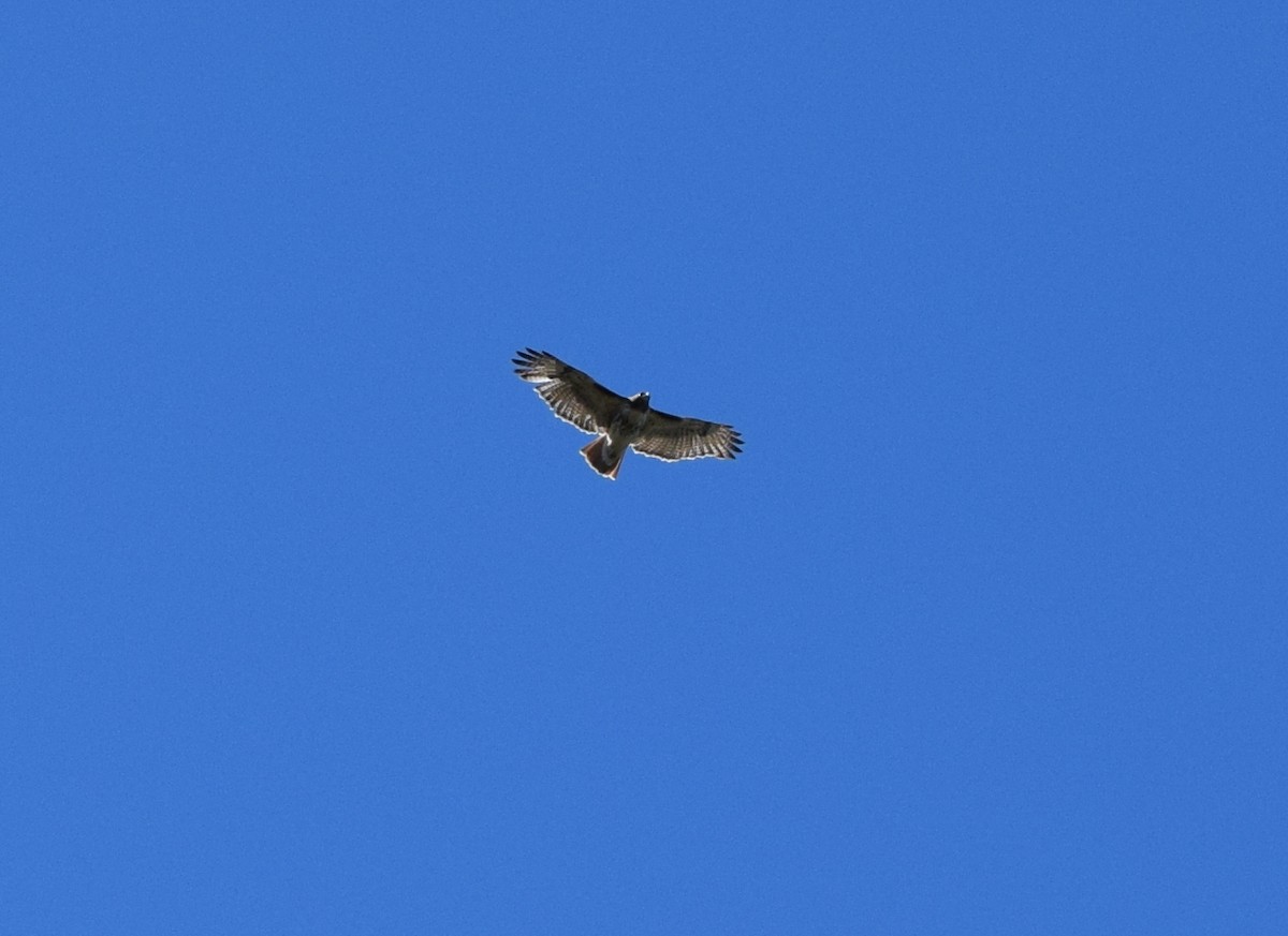 Red-tailed Hawk - ML643748090
