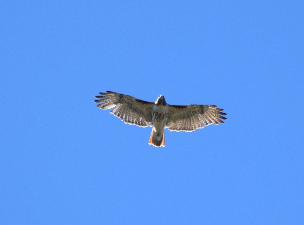 Red-tailed Hawk - ML643748091