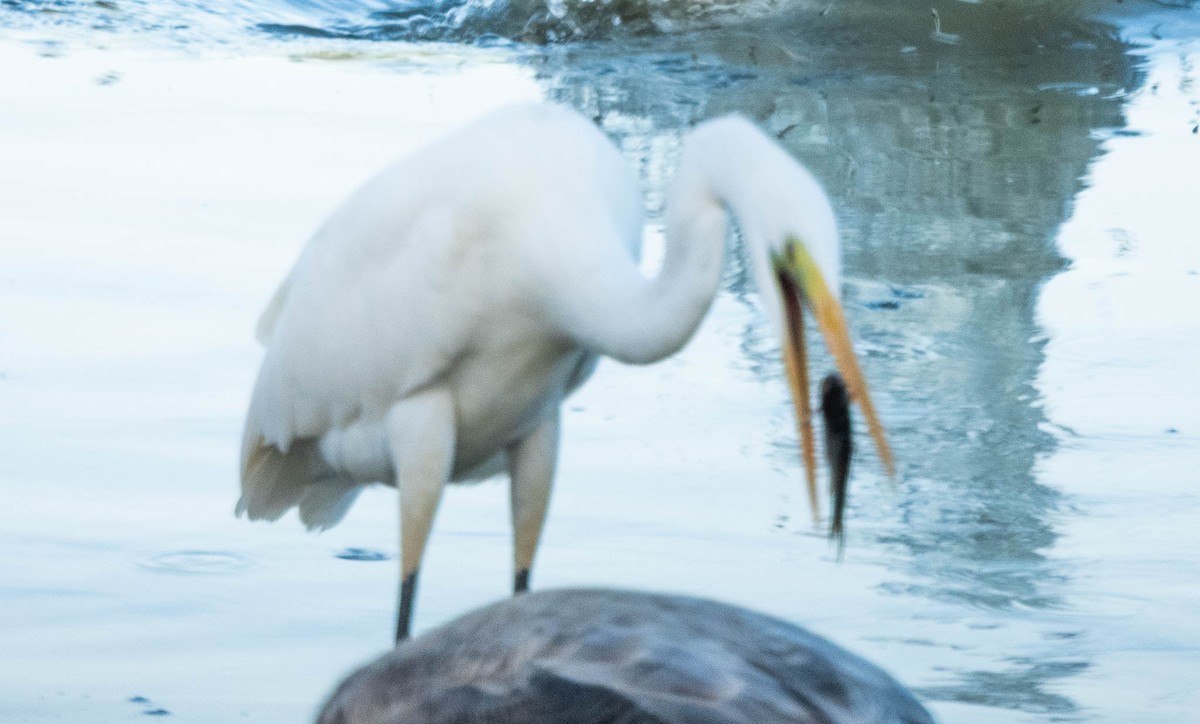 Great Egret - ML643748096