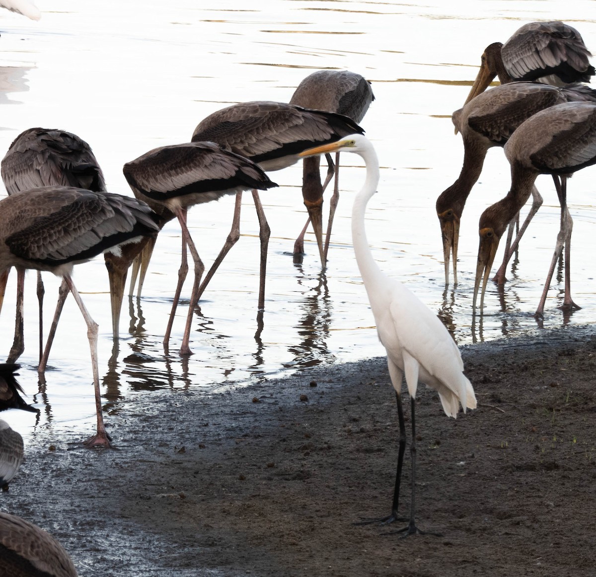 Great Egret - ML643748097