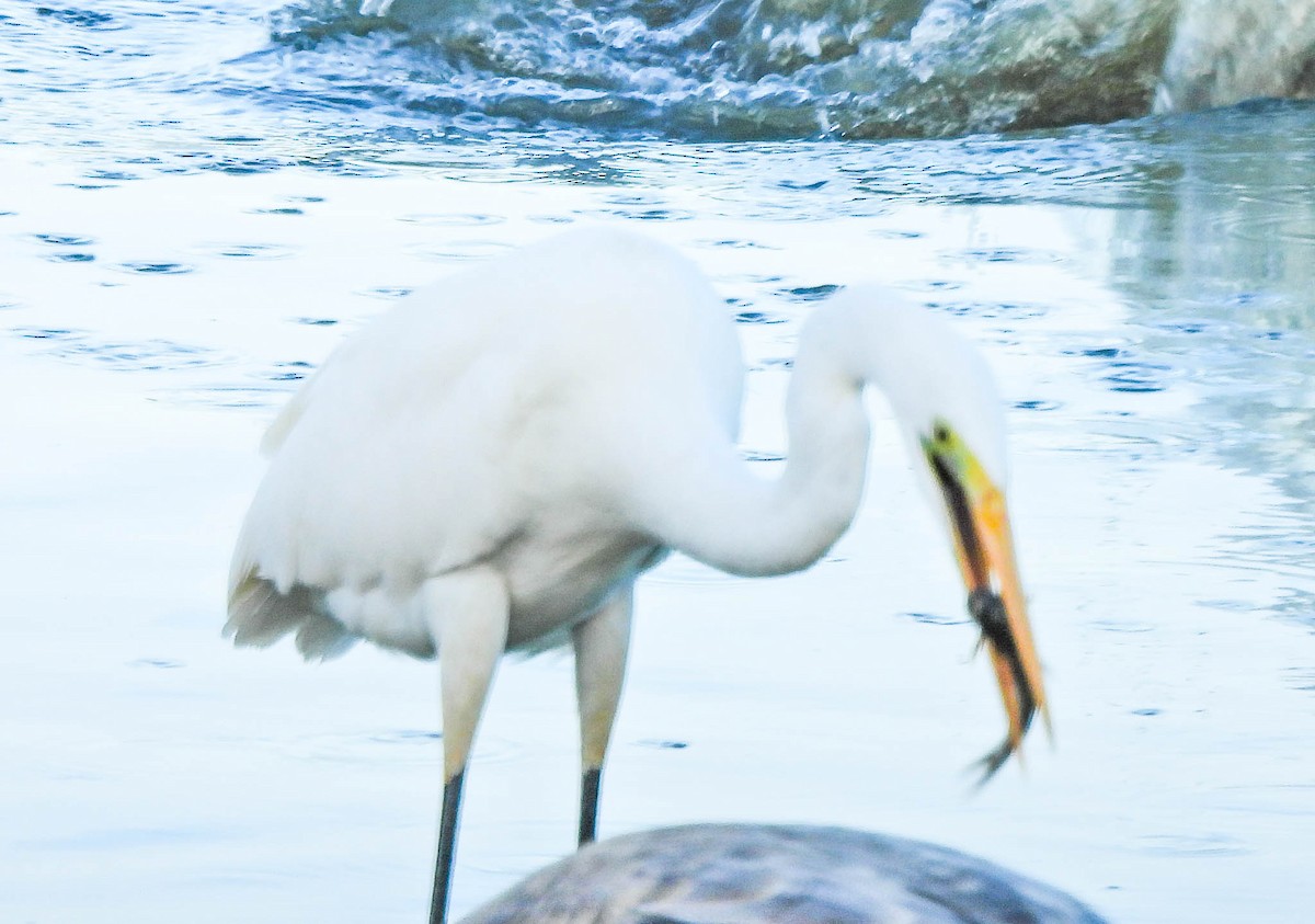 Great Egret - ML643748098