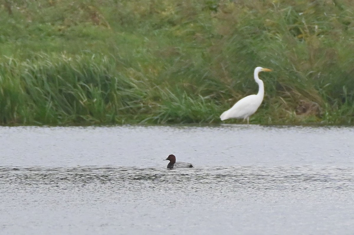 Common Pochard - ML643748099