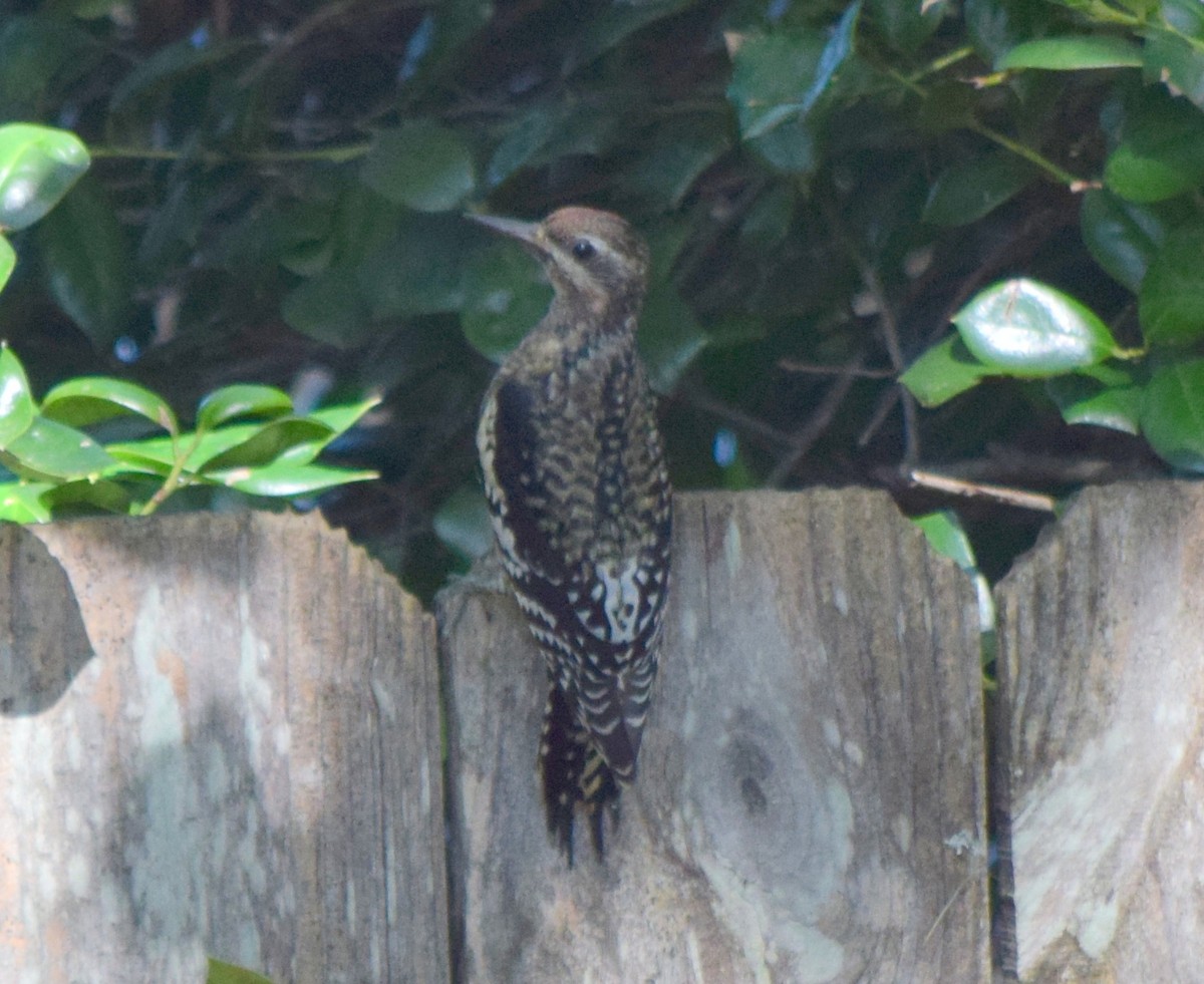 Yellow-bellied Sapsucker - ML643748100