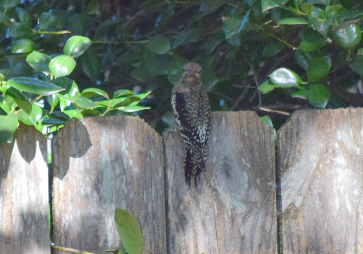 Yellow-bellied Sapsucker - ML643748101