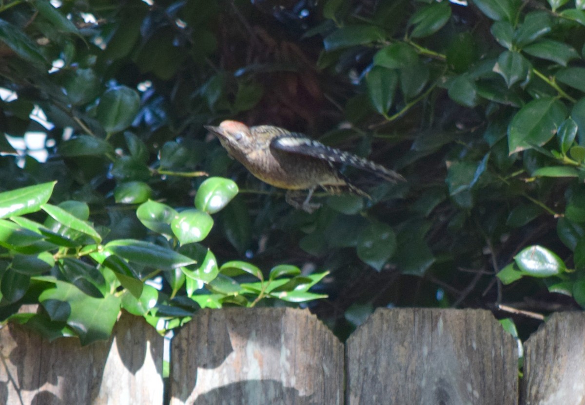 Yellow-bellied Sapsucker - ML643748103