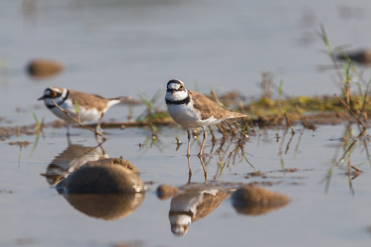Little Ringed Plover - ML643748104
