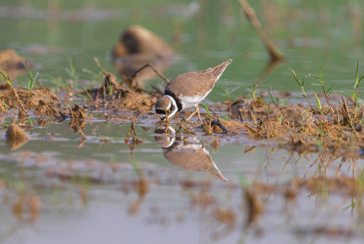 Little Ringed Plover - ML643748105