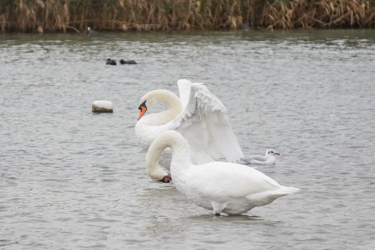 labuť velká - ML643748107