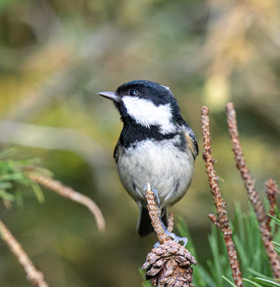 Coal Tit - ML643748108