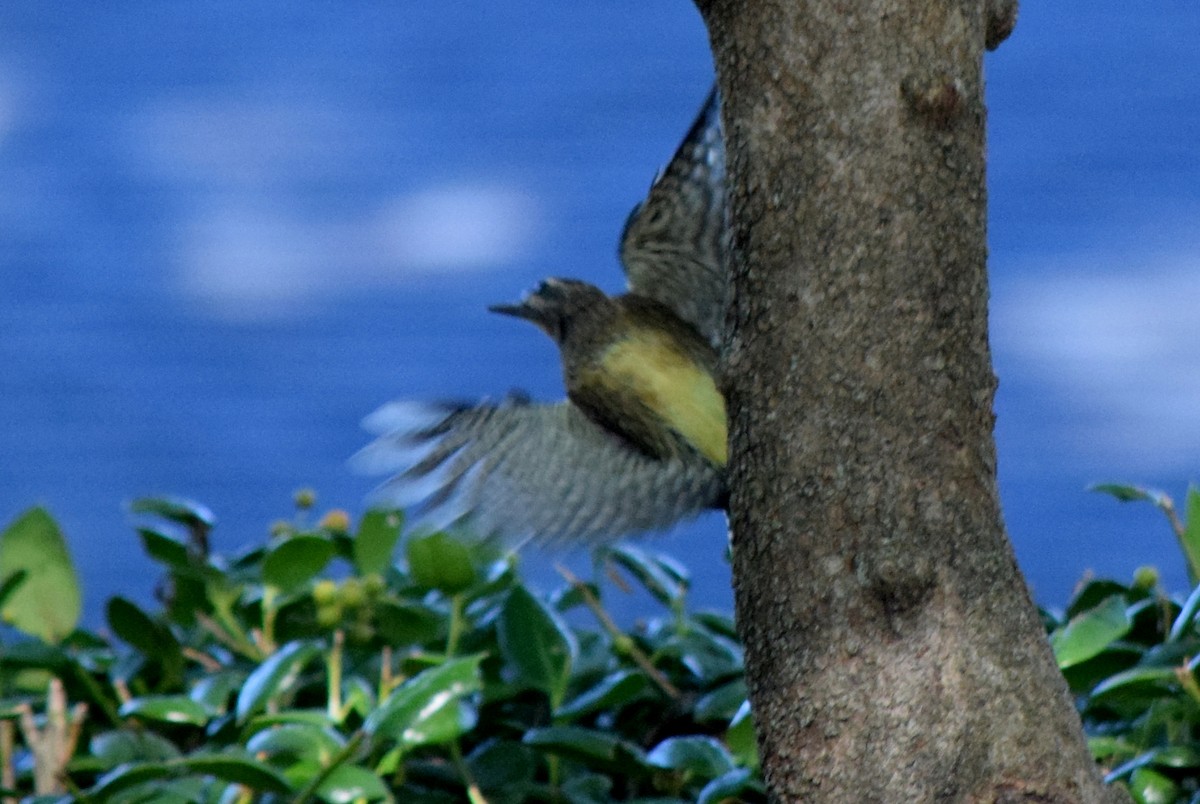 Yellow-bellied Sapsucker - ML643748109