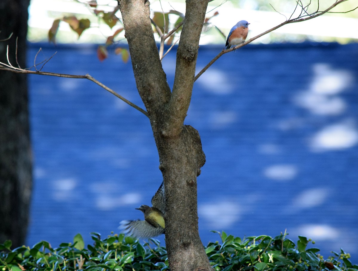 Yellow-bellied Sapsucker - ML643748110
