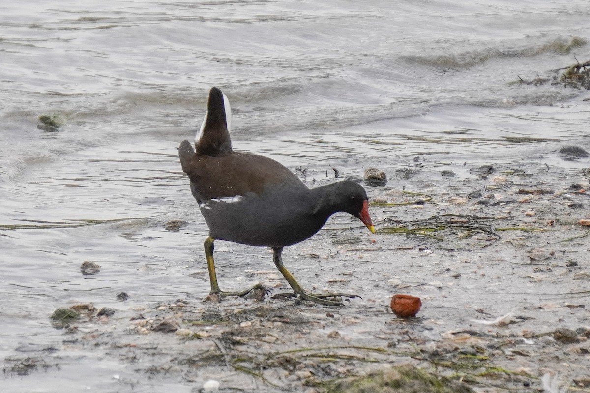 slípka zelenonohá - ML643748111