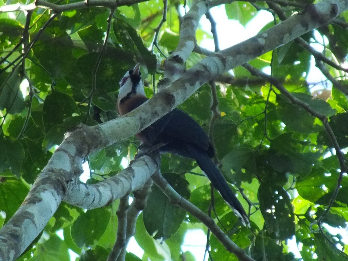 Scale-feathered Malkoha - ML643748112