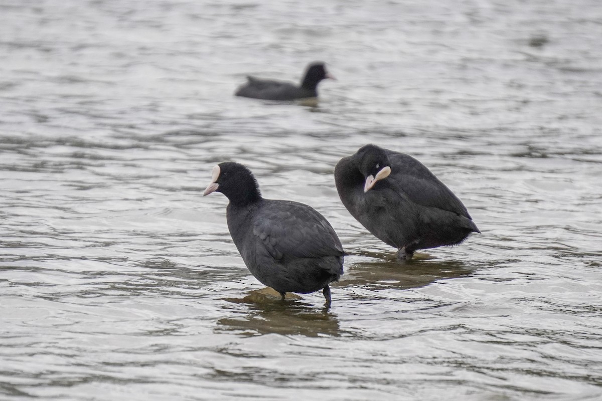 lyska černá - ML643748114