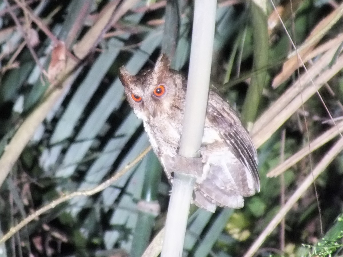 Philippine Scops-Owl - ML643748117