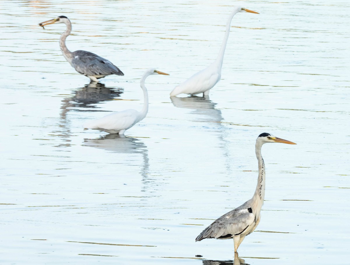 Gray Heron - ML643748118